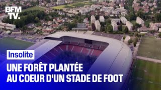Un stade de football en Autriche se transforme en mini-forêt 🌳