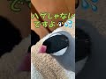 ハゲじゃないよ換羽期だよ🐧💕 shorts 桜文鳥 桜文鳥と私のおうち時間 文鳥 javafinch javasparrow bird おうち時間 趣味 癒し pretty