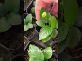 pollination and fertilization of aroid flowers 🌱 anubias seeds