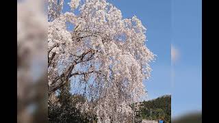 2005年に出たCRＦ🌺原朋美とみなしごハッチの主題歌