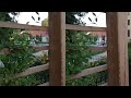 stereoscopic recording of wooden fence in bernardine park