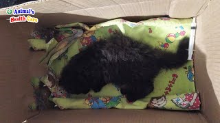 He curled up weakly in the box, hoping that the person who found him would be a good person