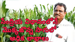 సేంద్రియ విధానంలో మొక్కజొన్న సాగులో అధిక లాభాలు #eastgodavari #agrifarming #farming in telugu