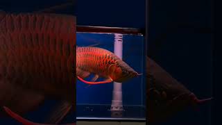 Short body red arowana