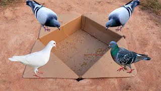 Easy Creative Underground Quick Pigeons Trap Using Paper Box - Easy Bird Traps