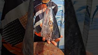 Surumai seerfish King fish head cutting #trending #fishfry #seerfish #shortvideo #viralvideo #food