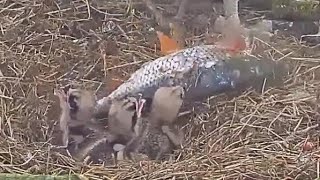 LRWT - Manton Bay Ospreys | Hugh alive fllapping fish badly attack on 3 Osprey chicks | May 13, 2022