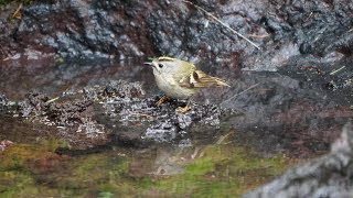 奥庭自然公園のキクイタダキの水浴び　その２８（4K60P動画）