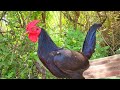 Gallino Nieto del Búfalo 🐃 un ejemplar poderoso y completo de plumas