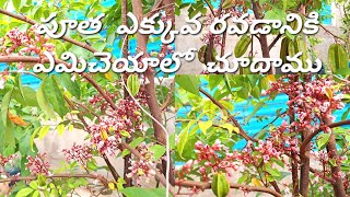 star fruit plant కుండిలోఎలా పెంచాలి ఎక్కువ  పూత రావడానికి ఎమిచేయాలో #aniterracegarden