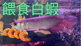 冷凍白蝦的處理方式!餵食龍魚秀! | 魚缸紀錄