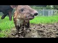 audubon zoo tapir