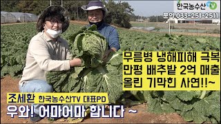 [한국농수산TV] 무름병, 냉해피해 극복하고 만평 배추밭 2억매출 올린 기막힌 사연! 전남 무안