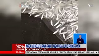 Fenomena Alam! Ribuan Ikan Juwi Muncul di Pinggir Pantai Selatan, Yogyakarta #iNewsSiang 23/09