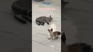 พี่อยากเล่นด้วยลูก #ฝากติดตามน้องด้วยนะคะ #cat #ทาสเเมว #คนรักแมว #แมว #แมวน่ารัก #เหมียวชาร์โคล