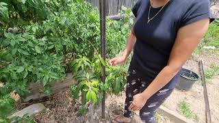 Harvesting mango from grafted tree in Queensland Australia 🇦🇺