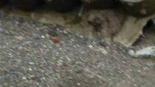 Destroyed sea wall at skipsea . Coastal erosion on East Yorkshire Coast . Video 3