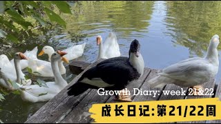 Week21\u002622, Duck love goose, Growth Diary - Pekin ducks and Chi geese 我的心上鹅 北京鸭和中国鹅成长日记第21-22周 ASMR