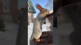 Sunny Day with a Cute Squirrel: Happily Gnawing on Pine Nuts! Милый бельчонок