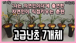 [3월 6일] 진성황화, 상아주금, 수채색설, 산채출.서반, 서반사피, 환엽, 주금화.홍옥 올려봅니다.