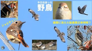 野鳥撮影　濃霧に消えた猛禽類の正体判明？　ジョビチャンス　兵庫県・北播磨