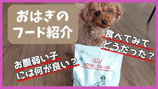 【ROYAL CANIN】お腹が弱いわんちゃん必見！おはぎの胃腸に優しいドッグフード！実際に食べてみてどうだったか紹介！