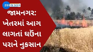 Jamnagar | જામનગર: ખેતરમાં આગ લાગતાં ઘઉંના પરાને નુકસાન | Fire | Wheat Damage | Gujarati News