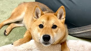 突然フリーズする柴犬が堪らなく可愛い　#shorts