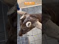 鹿さん 奈良の鹿 奈良の鹿 動物 naradeerpark animals japan