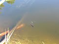 warmouth fish eating several black soldier fly larvae