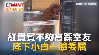 CTWANT 生活新聞 / 紅貴賓不夠高踩室友　底下小白一臉委屈