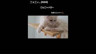 ご機嫌ななめ??…でも可愛い(⁠ ⁠˘⁠ ⁠³⁠˘⁠)⁠♥　 #ねこ #かわいい #vlog