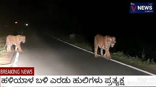 ಹಳಿಯಾಳ ಬಳಿ ಎರಡು ಹುಲಿ ಪ್ರತ್ಯಕ್ಷ