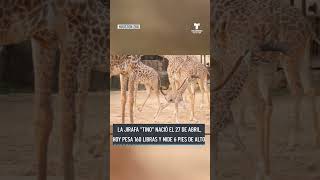 Mira cómo goza la vida esta jirafa recién nacida | Telemundo Houston