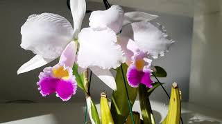 Cattleya trianaei