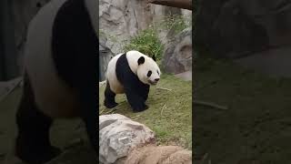 【超カワ】パンダがウォーキングからの。。。～This male Giant Panda's action is cute.