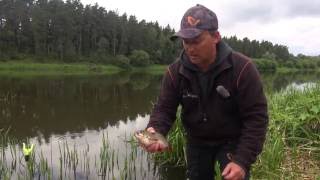 Apie žūklę 2016 08 20. Šapalų žūklė dugnine meškere. Lietuvos Nemuno aukštupys.