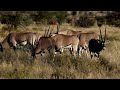 antelope symbol of survival in harsh environments everything 8k official animals antelope 8k