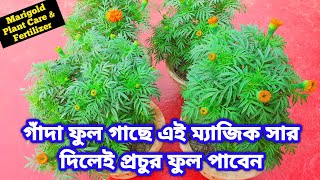 গাঁদা ফুল গাছে এই ম্যাজিক সার দিলেই প্রচুর ফুল পাবেন Marigold Plant Care & Fertilizer