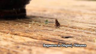 ミノムシ　Bagworm