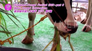 Singapore Pongal Festival 2019 Mattu Pongal Celebrations part 5新加坡印度人丰收节 2019 第5辑