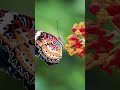 Flying Butterfly -  #youtubeshorts #nature #viral #ytshorts #shorts #status