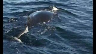 Humpback and killer whales filmed from the bark EUROPA in Antarctica