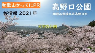 桜2021年【和歌山かってにＰＲ】第80回「高野口公園」2021年3月31日　ニュース速報　天空の公園　こんなすごい公園だったの？　GoProMAX　大上敬史　Takashi.Oue