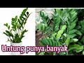 Menguak 8 Fakta & Mitos tanaman dolar Zamioculcas | tanaman hias teras depan rumah