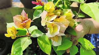 നമ്മുടെ വീട്ടിലെ നാലു ചേരുവകൾ മതി Bougainvillea നിറയെ പൂക്കാൻ🤩🤩🥳#bougenvillea#floweridea#usefultips🥰