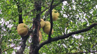 Raw jackfruit season is here!