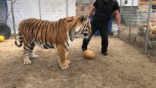 Тигры Играют в футбол / Tigers playing football