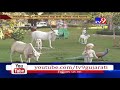 banaskantha banas dairy will now purchase dung from cattle breeders tv9