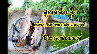 สูตรทีเด็ดเลี้ยงปลาหมอในบ่อซีเมนต์ ให้โตไวคือบ่อดิน  หว่านแหให้เห็นจะๆมาเบิ่งเอาเด้อครับ